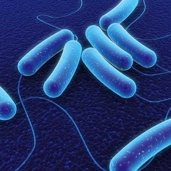 Bolidt multiresistente bacteriën