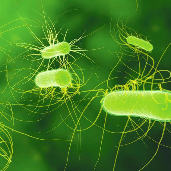 Bolidt multiresistente bacteriën