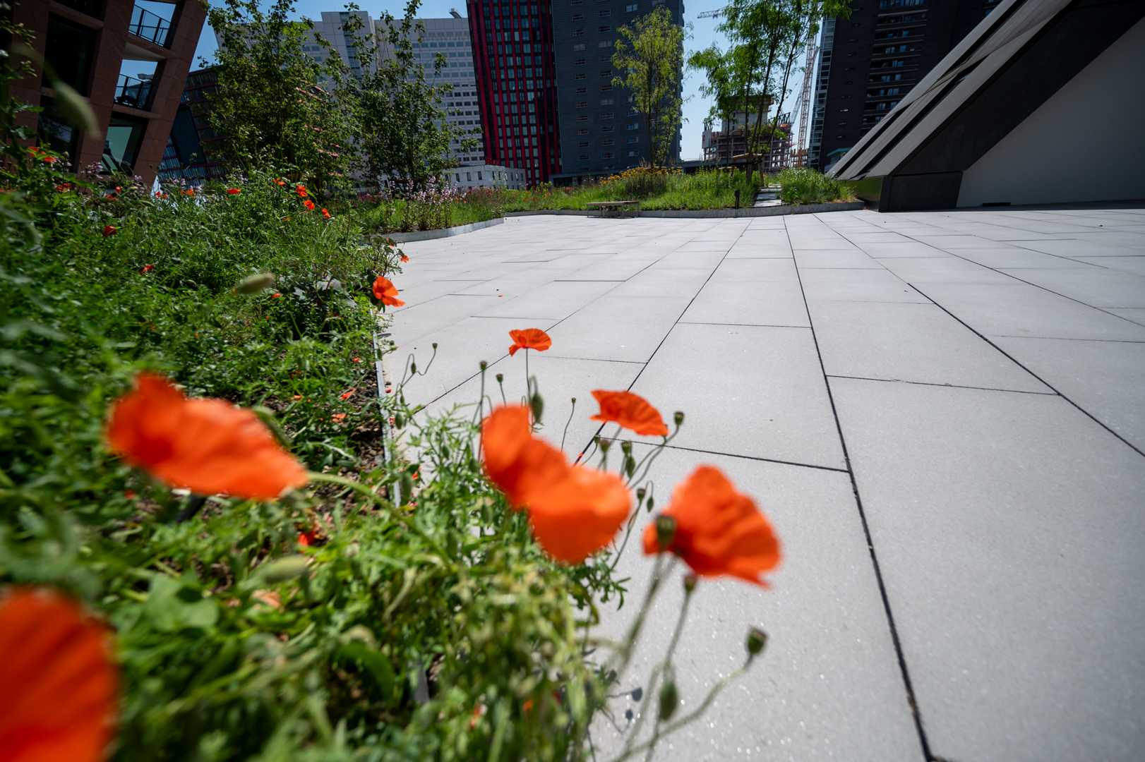 Daktuin met Klaprozen