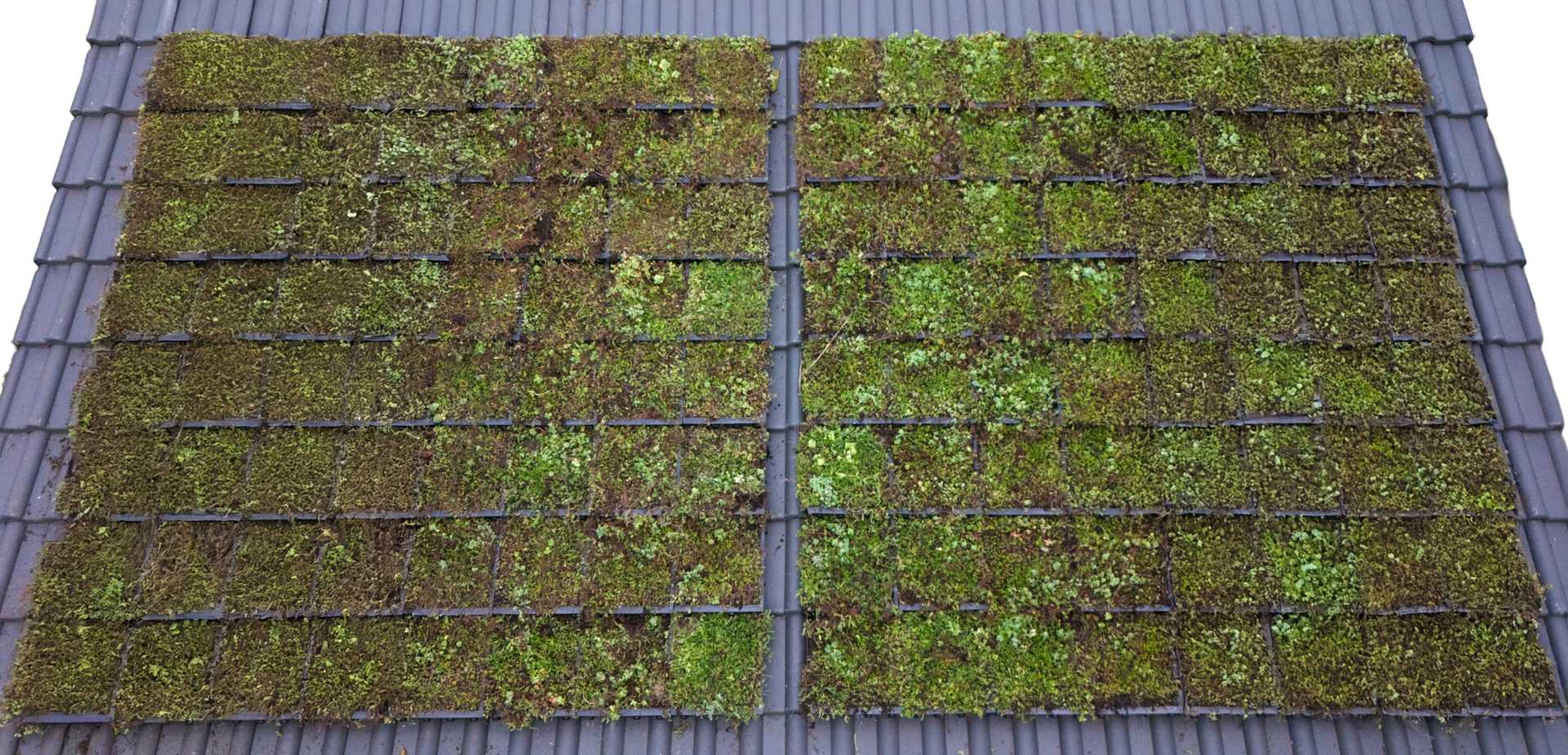 Nelskamp Livingroof Voorbeeld van dak met begroeing